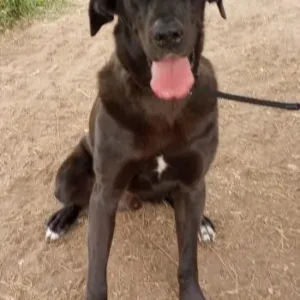 Amos The Rescue