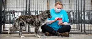 Arpnet animal rescue and adoption rehabilitates and finds the best homes available for our dogs and cats.