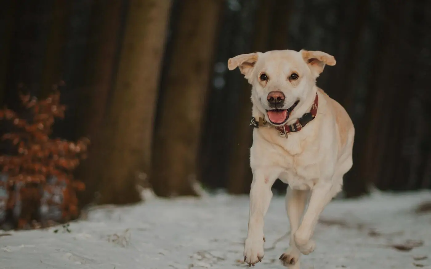 ArpnetRescue And Adoption