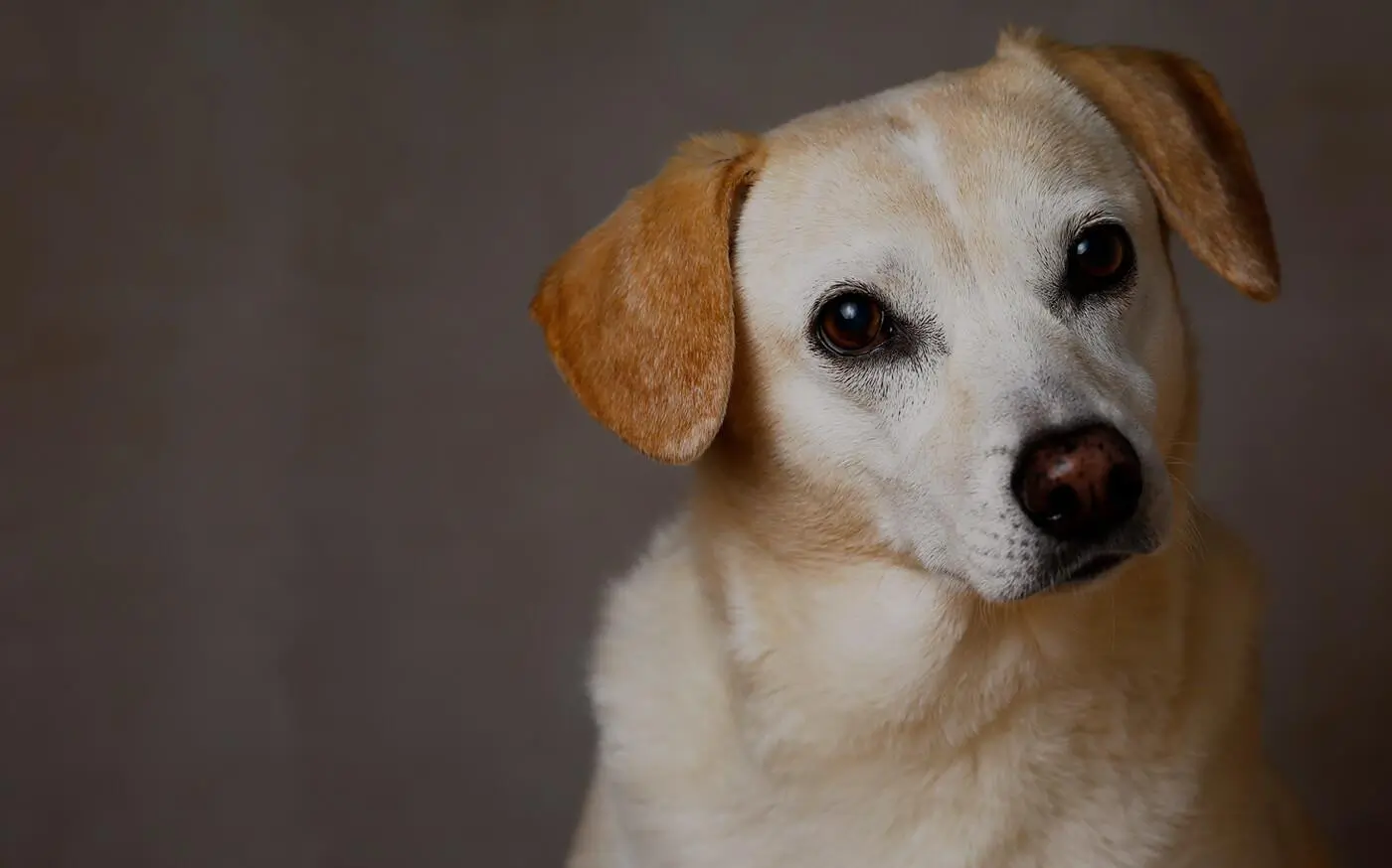 ArpnetLOW COST SPAY/NEUTER